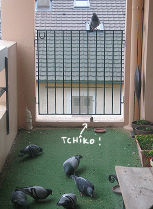 Tchîko vs pigeons
