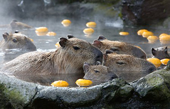 capybaras-japonais.jpg