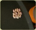 12 Olives