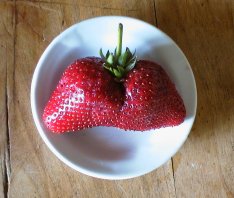 MsFraise 2.0